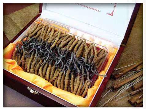 独山子冬虫夏草回收